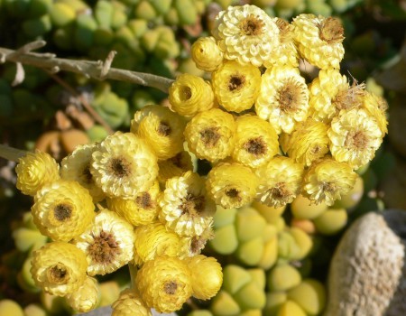 un pò di giallo del giardino